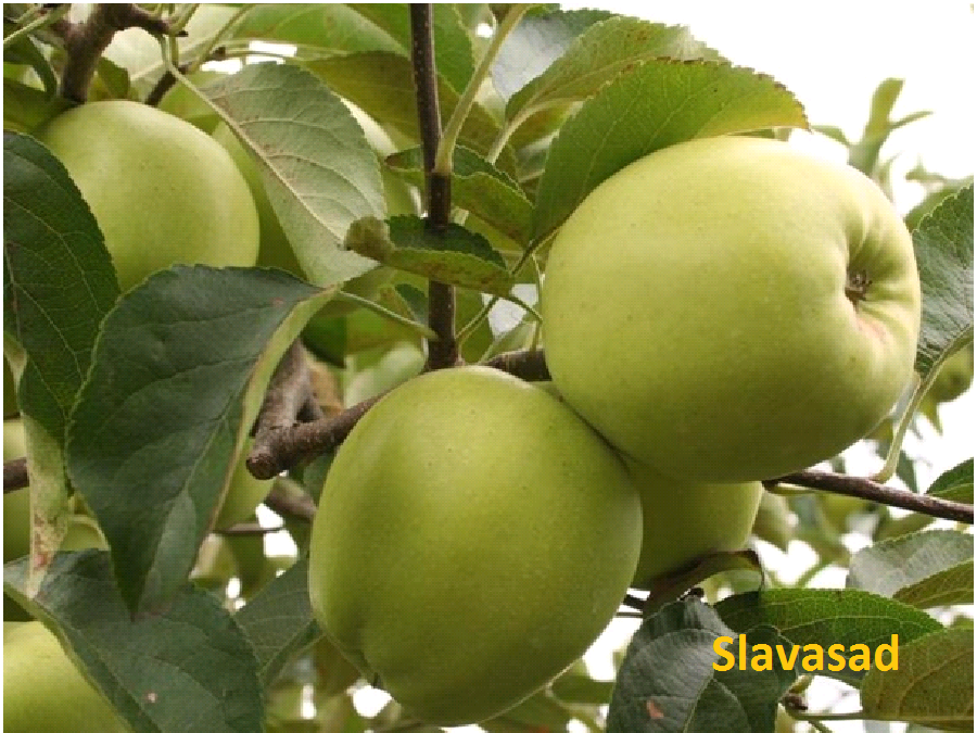 Грин Стар (Green Star) (ММ-106)